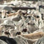 La actividad pecuaria en México contrae su hato bovino La actividad pecuaria en México contrae su hato bovino