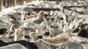 La actividad pecuaria en México contrae su hato bovino