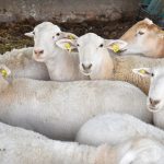 La leche de cabra en Aguascalientes suma mil litros al día