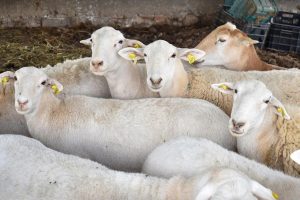 La leche de cabra en Aguascalientes suma mil litros al día