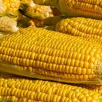 La producción de maíz en Veracruz sumará a Ernesto Cruz La producción de maíz en Veracruz sumará a Ernesto Cruz