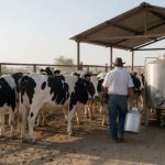 Liconsa arriesga a productores lecheros de Chihuahua