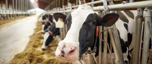 Plantean proyectos para la producción lechera en Sinaloa