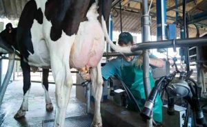 Productores de EE. UU. piden ley para frenar crisis lechera
