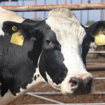 Recorte a lecheros en Aguascalientes desploma los precios