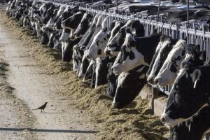 Topes a productores lecheros desatan crisis en establos